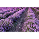 Lavande, plantation de lavande
