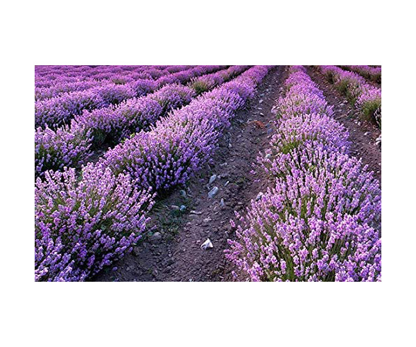 Lavande, plantation de lavande