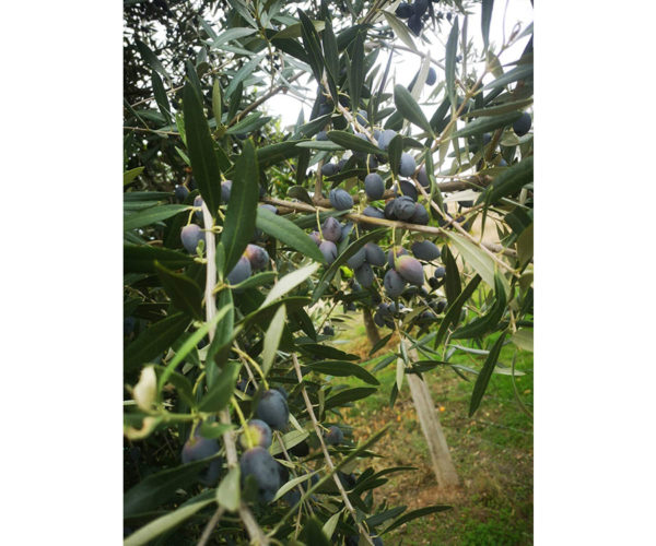 Olives bio - biolousa